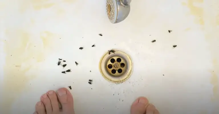 Why Do Bugs Tend To Come Up The Drain 